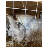 Laverder Americana  -1 Rooster / 3 Hens
