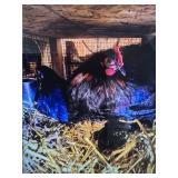 Cochin Bantam Pair