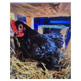 Cochin Bantam roo