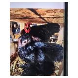 Cochin Bantam pair