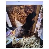 Ayam Ketawa Laughling Chicken Hens