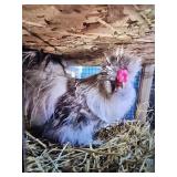 Silkie Rooster