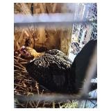 Ayam Ketawa Laughling chicken