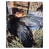Ayam Ketawa hens