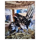 Seabright Silver Laced Bantam Trio