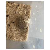 hedgehog