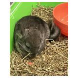 chinchillas