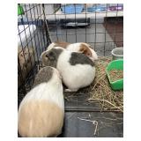 female guinea pigs