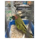 prince of wales male Green