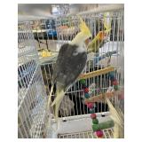 cockatiels dna tested male / female