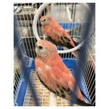 rosey bourkes male and female
