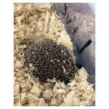 Hedgehog