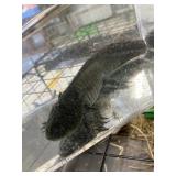 Axolotl