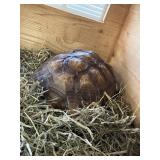 female sulcata tortise