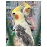 cockateils