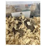 Hedgehog