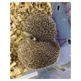 Hedgehog