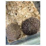 1 Male 1 Female Hedge hog