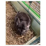 chinchillas