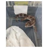 Leopard Gecko
