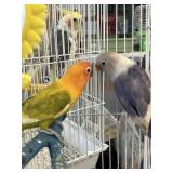 love birds