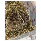 Hedgehog