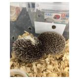Hedgehog