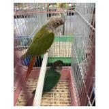 green cheek conures male / female