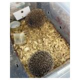 hedgehogs