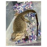 Bearded Dragon Female