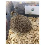 Hedgehog