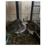 PEA CHICKS