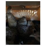 QUAIL