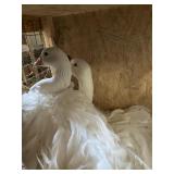 Pair sebastpol geese - 1M 1F