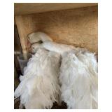Pair sebastpol geese - 1M 1F