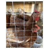 Golden Comet Hens