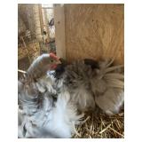 TRIO COCHINS 2H 1R