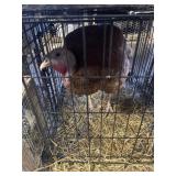 Red Bourbon Hen