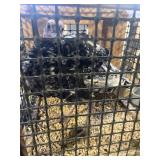 Turkey Hen