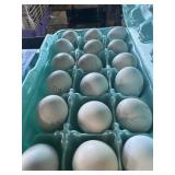 18PK BARRED ROCK BANTAM