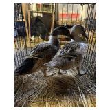 WELSH HARELEQUIN DUCK PAIR