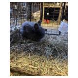 LIONHEAD BUCK