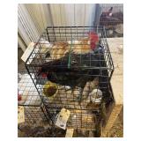 MIX BREED ROOSTERS