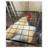 LEGHORN ROOSTERS