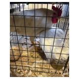 LEGHORN ROOSTERS