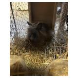 DOUBLE LIONHEAD BUCK