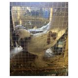 Fan Tail Pigeons