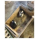 2 Rabbits - 1M 1F