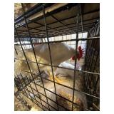 SHOW QUAILTY LEGHORN ROOSTERS