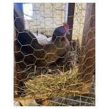 BB RED OLD ENGLIH HENS